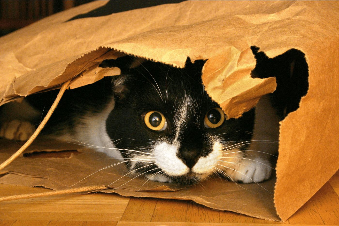 Sneaky black and white cat hiding in paper bag